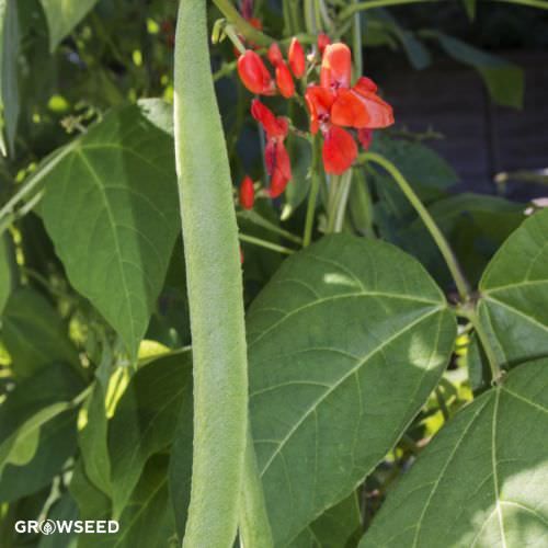 Scarlet Emperor Runner Bean Seeds