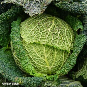 Ormskirk Cabbage Seeds