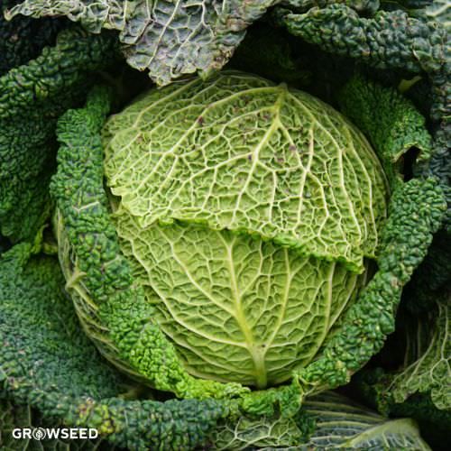 Ormskirk Cabbage Seeds