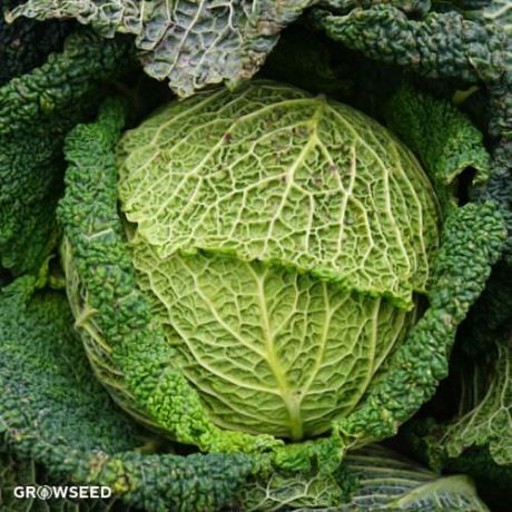 Ormskirk Cabbage Seeds