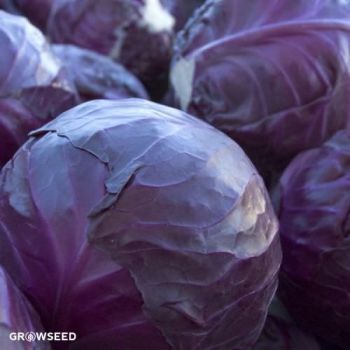 Red Drumhead Cabbage Seeds