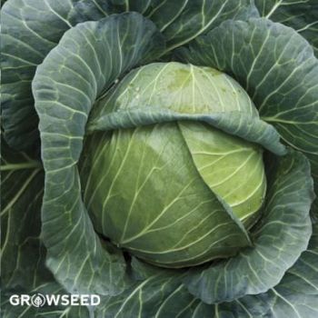 Golden Acre Cabbage Seeds