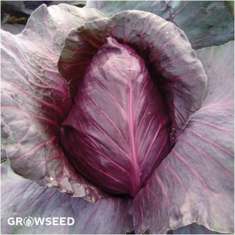 Kalibos Red Cabbage Seeds