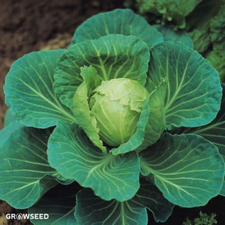 Sunta F1 Cabbage Seeds