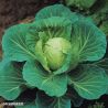 Sunta F1 Cabbage Seeds