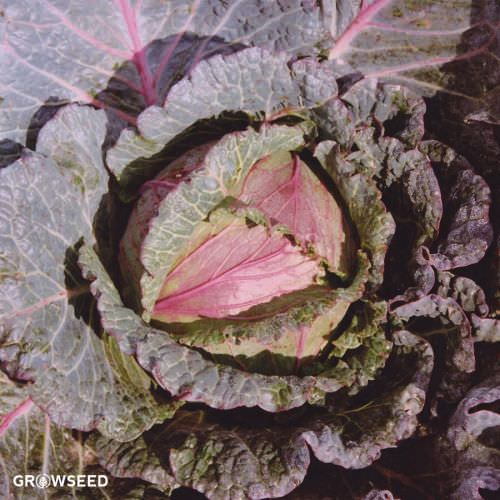 Deadon F1 Cabbage Seeds