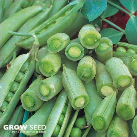 Sugar Snap Pea Seeds