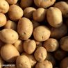 Maris Peer Potato Seeds