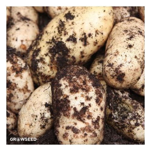 Swift New Potatoes Seeds