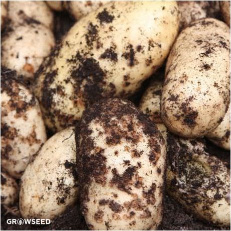 Swift New Potatoes Seeds