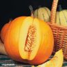Jack O' Lantern (trailing) Pumpkin Seeds