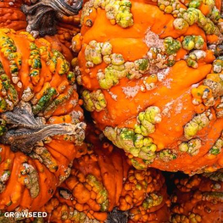 Knucklehead Pumpkin Seeds