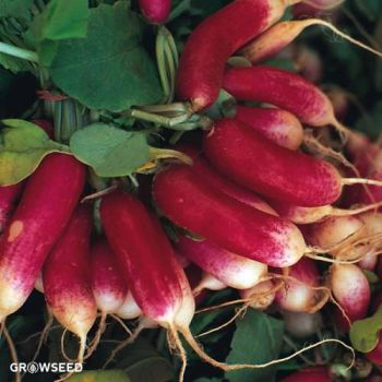 French Breakfast Radish Seeds