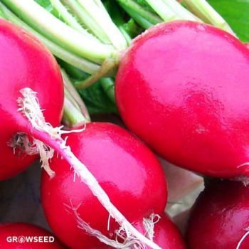 Cherry Belle Radish Seeds