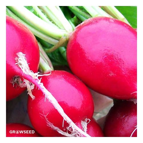 Cherry Belle Radish Seeds