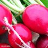 Cherry Belle Radish Seeds