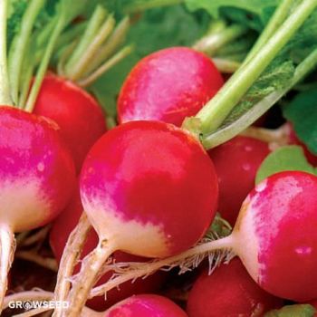 Sparkler Radish Seeds