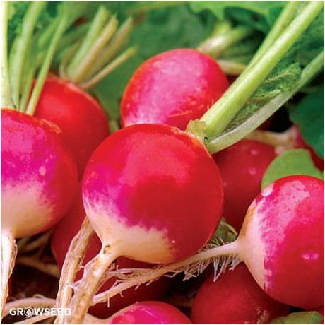 Sparkler Radish Seeds