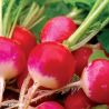 Sparkler Radish Seeds