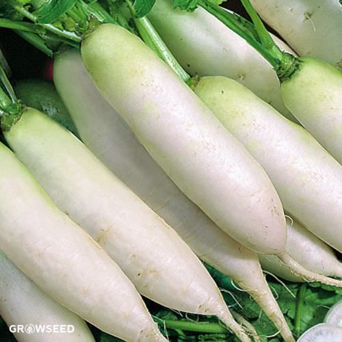 Long White Icicle Radish Seeds