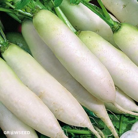 Long White Icicle Radish Seeds