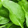 Amador F1 Spinach seeds