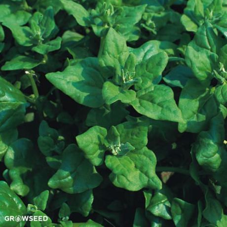 Giant Winter Spinach Seeds