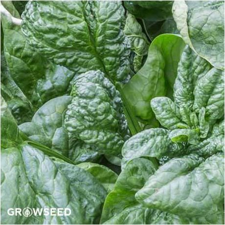 Viroflay Spinach Seeds