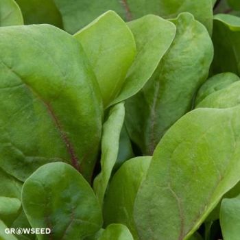 Red Kitten F1 Spinach Seeds