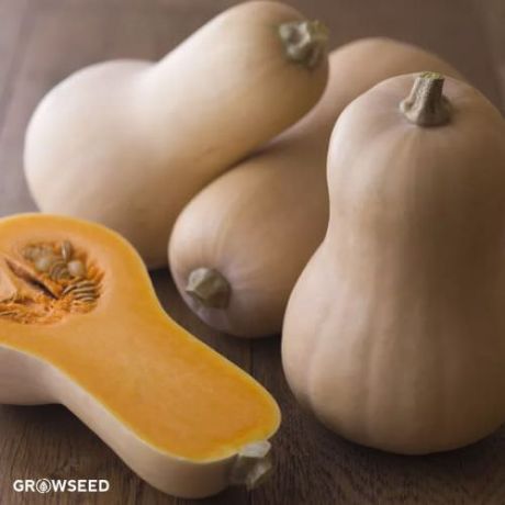 Metro F1 Butternut Squash Seeds