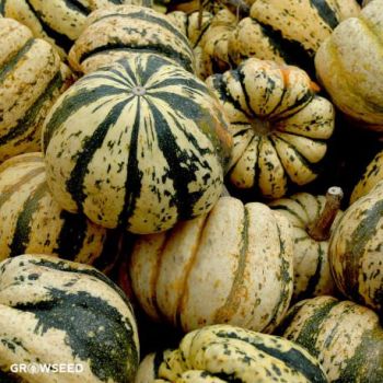 Sweet Dumpling Squash Seeds