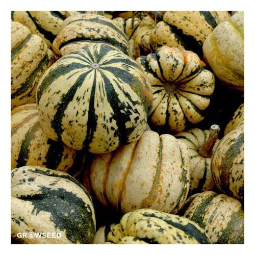 Sweet Dumpling Squash Seeds