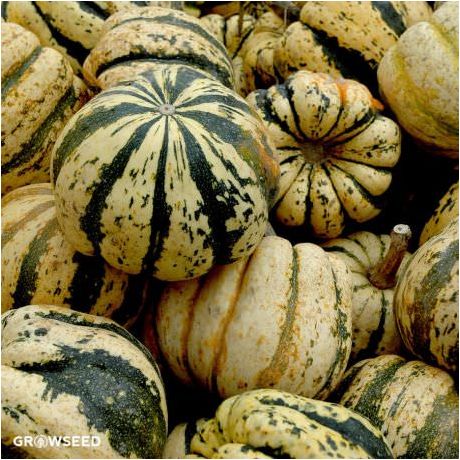 Sweet Dumpling Squash Seeds