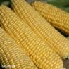 Swift F1 Sweetcorn Seeds