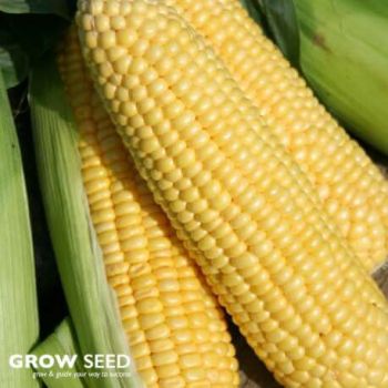 Lark F1 Sweetcorn Seeds