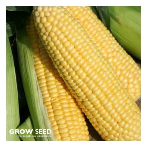 Lark F1 Sweetcorn Seeds