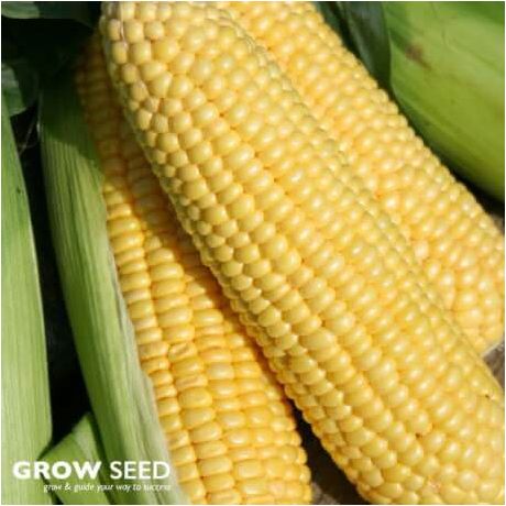 Lark F1 Sweetcorn Seeds