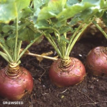 Ruby Swede Seeds