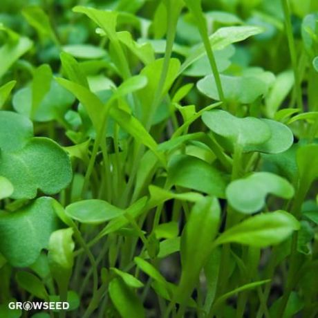 All Green Microgreen Mix