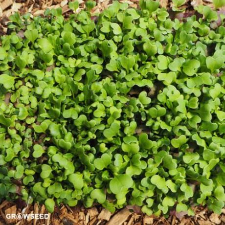 Microgreen Kit