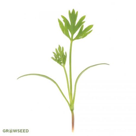 Carrot Microgreens seeds