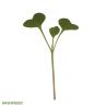 Broccoli Microgreen