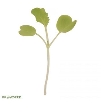 Chinese Cabbage Microgreen