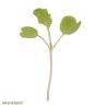 Chinese Cabbage Microgreen