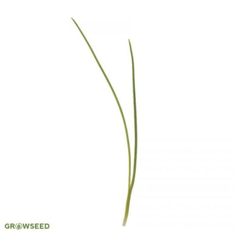 Onion Microgreen seeds
