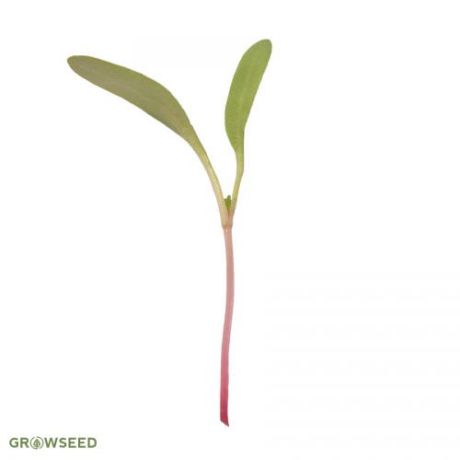 Beetroot Microgreen