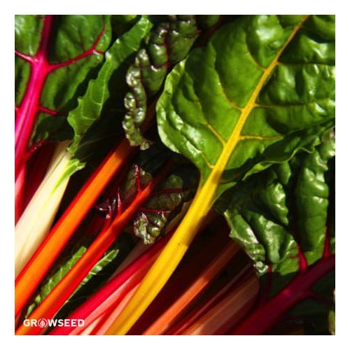 Chard Bright Lights seeds