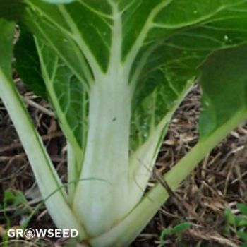 Pak Choi Canton White seeds