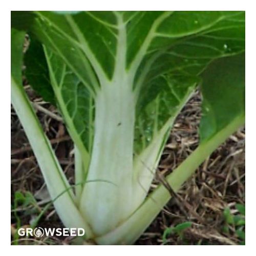 Pak Choi Canton White seeds