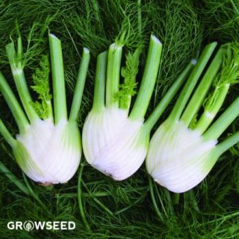 Romanesco Fennel seeds